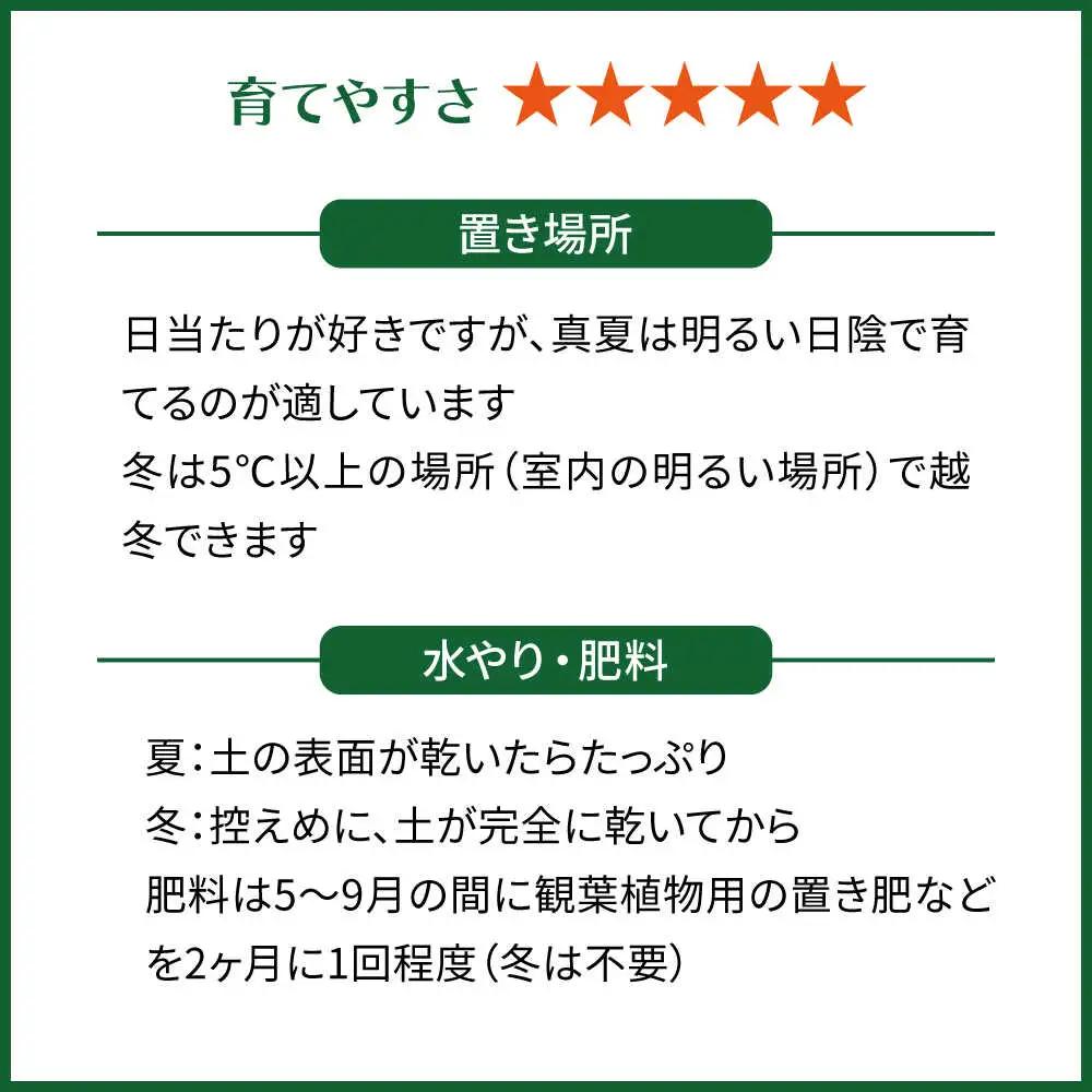 電磁波吸収サボテン 『セレウス・ペルヴィアナス(セレウスサボテン) 』 糸島市 / cocoha 観葉植物 グリーン 緑 インテリア[AWB042]