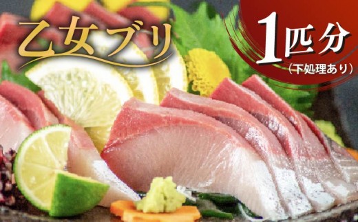 
                  【スピード配送】 乙女 ブリ 丸ごと1本 【約 3kg 以上 】 （ 下処理有 ） 刺身 お刺身 さしみ 刺し身 刺身 冷凍ブランド 新鮮 鰤 ぶり ブリ 冷蔵 しゃぶ buri おさしみ おすすめ 人気 送料無料 高知県 須崎市 高知 KS0341-2xALL
                