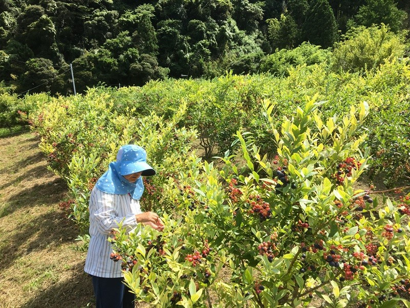 収穫、パック詰め、梱包をすべて川名さんが手作業で行っています。