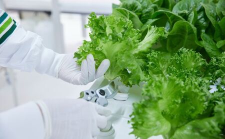 チケット 東京 【2/11(水・祝)開催】FARM HANEDA見学会チケット 見学 収穫 体験 体験チケット 植物工場 野菜 栽培 レタス ラディッシュ サラダホウレンソウ 大田区 東京都