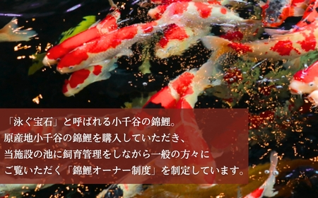 【錦鯉】錦鯉オーナー  サイズ50cm前後 【0002-0175-01】