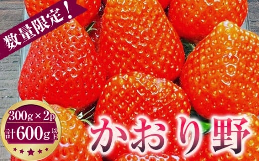 先行予約［坂東市産］かおり野　300g×2パック　計600g以上　朝採り直送 ／ いちご イチゴ  苺 フルーツ 果物 茨城県 特産品 No.268