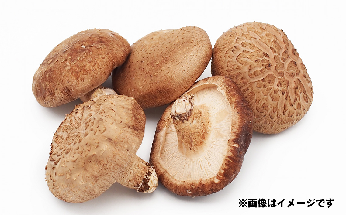 採れたて！新鮮野菜詰め合わせ5種 No.503