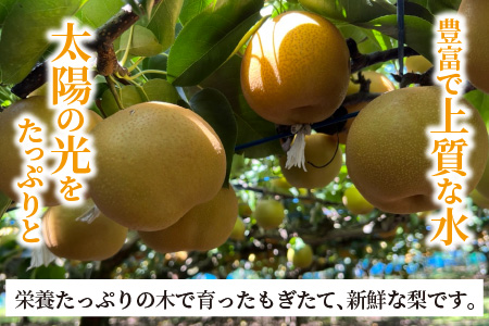 【先行予約】【幸水梨】5kg前後 (8～14個) たっぷりの果汁を含んだジューシーな梨！【2024年8月上旬以降順次発送予定】【梨 なし フルーツ 甘い みずみずしい 果実 果物 新鮮 お土産 贈り物