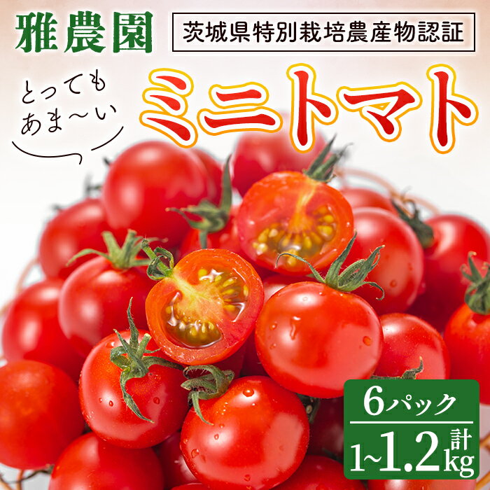 【ふるさと納税】雅農園ミニトマト6パック