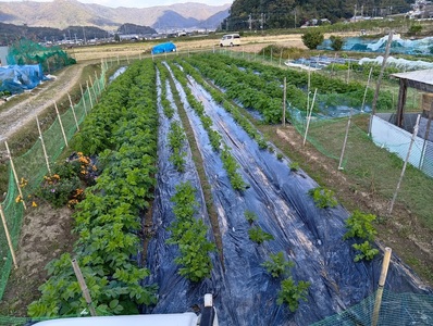 兵庫安心ブランド・インカのめざめS～L混合サイズ約5㎏ 栽培期間中農薬・化成肥料不使用 | インカのめざめ じゃがいも 無農薬 無化学肥料 自然栽培 国産 自然の恵み こだわり栽培 兵庫県 上郡町