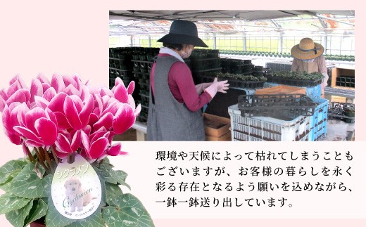 【カラー：パープル】11月中旬から順次発送★農林水産大臣賞受賞 ＼選べるカラー／ 愛知県産 シクラメン ５号鉢 中輪パピ 花 ピンク パープル ワインレッド 白 赤 プレゼント 贈り物 鉢花 鉢 ガー