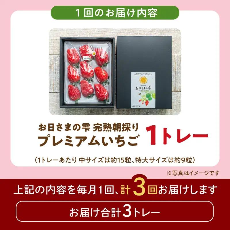 【定期便】お日さまの雫 完熟朝採りプレミアムいちご1トレー　３か月定期便 AM-00019T