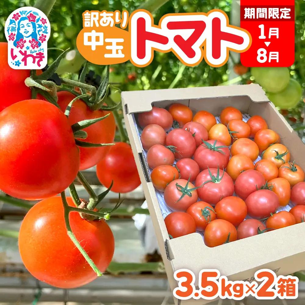 【1月～8月】訳あり 中玉 トマト 約3.5kg×2箱 | 訳あり トマト 中玉トマト 3.5kg 2箱 産地直送 野菜 国産 福島県 いわき産 とまと 数量限定 規格外 不揃い フレッシュ ジューシー 甘み 酸味 産地応援 小名浜菜園 送料無料 中玉 | IO005-01-08-2s