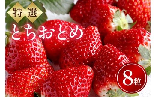 特選8玉　とちおとめ いちご イチゴ フルーツ 果物 茨城県 石岡市 A32-014