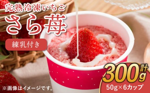 
                  いちご 冷凍 合計300g （50g×6カップ） 練乳 完熟 冷凍 いちご 「さら苺」 6カップ 合計300g 練乳付き 1本（120g） 園村苺園
                