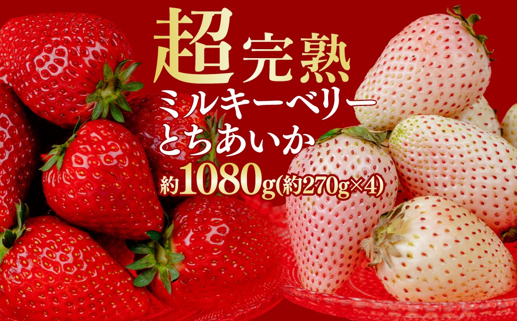 
                  【先行受付：選べる発送月】いちご 鈴木ファームの とちあいか ＆ ミルキーベリー  紅白MIX 各270g×2パック 合計1080g  | いちご イチゴ 苺 とちあいか ミルキーベリー 完熟 果物 フルーツ くだもの 旬 産地直送 栃木県産 鈴木ファーム 栃木県 茂木町
                