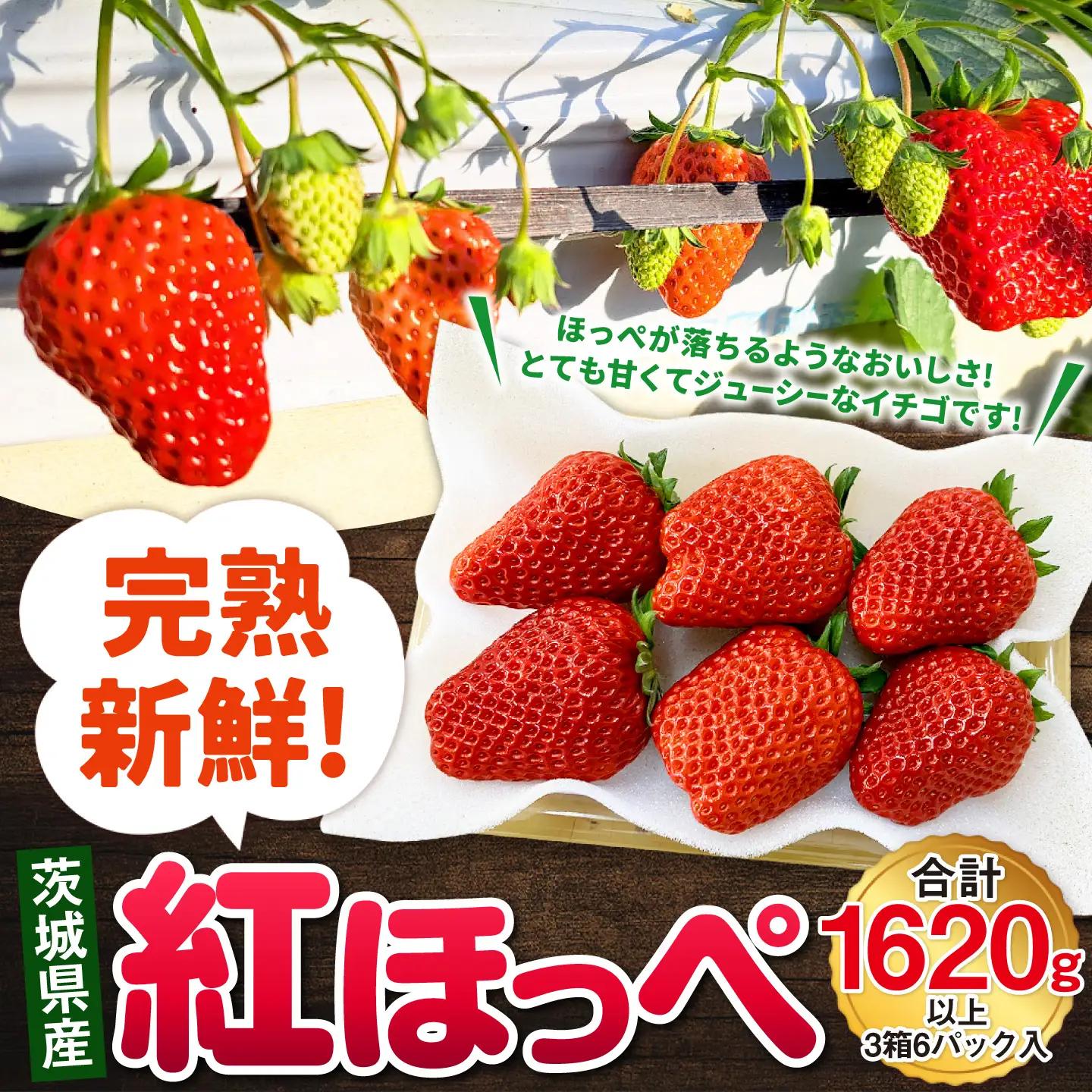 【先行予約】紅ほっぺ 3箱 6パック（合計1,620g以上） ※2027年2月～発送 | いちご 苺 フルーツ 果物 くだもの 果実 完熟 冷蔵 守谷市産 茨城県 守谷市
