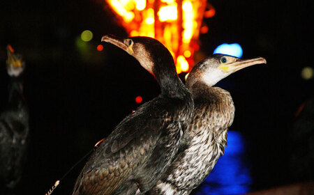 ぎふ長良川の鵜飼観覧船貸切招待券 岐阜 観光 チケット 岐阜市/鵜飼観覧船事務所 [ANBA001]