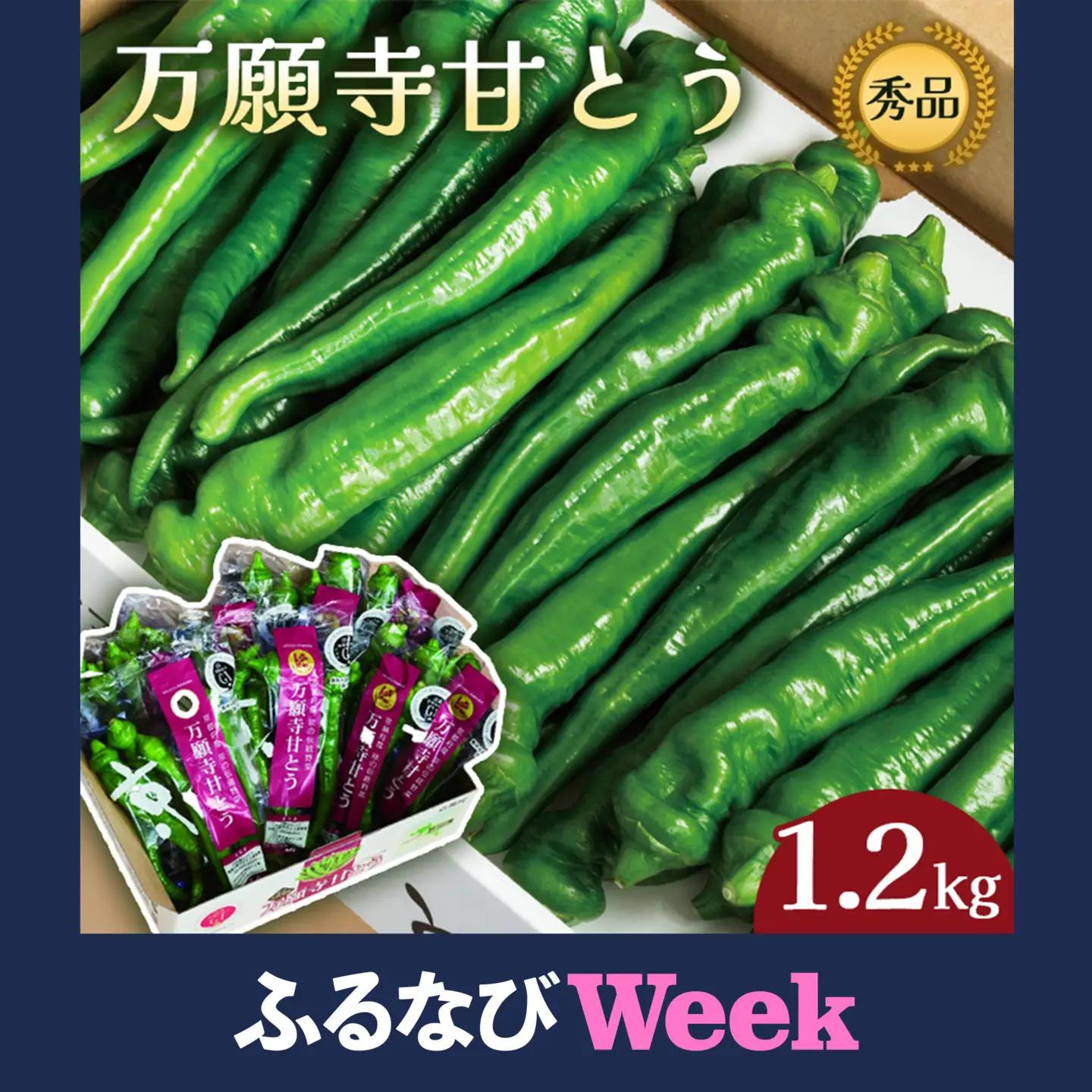 【ふるなびWEEK対象】 万願寺甘とう 秀品 1.2kg 化粧箱入 京野菜 万願寺とうがらし
