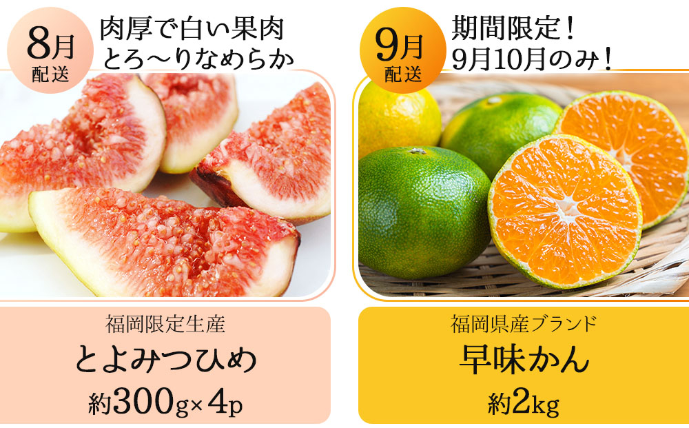 ＜5回定期便＞福岡ブランドの旬のフルーツ定期便 (篠栗町)｜イチジク ミカン キウイ 柿 イチゴ【NF019】