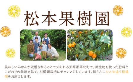 袋掛け みかん 3kg 松本果樹園 《2027年1月中旬-1月末頃出荷》 熊本県 苓北町 スイーツ デザート 果物 ミカン 蜜柑