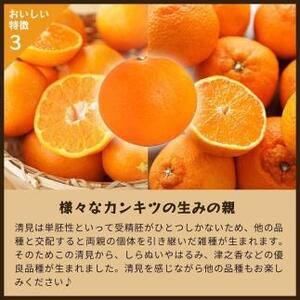 清見オレンジ（みかん）｜和歌山県海南市下津町で育てた和製オレンジを産地直送でお届け【2024年3月～発送予定】