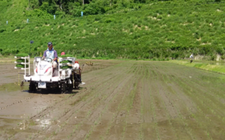 【令和8年産先行予約！】特別栽培米コシヒカリ　白米　5kg　6か月定期便(計30kg)　[米・食味分析鑑定コンクール国際大会 特別優秀賞受賞]　【07208-0811】