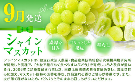 岡山県産 厳選 フルーツ 定期便 2回 シャインマスカット 新高梨 計4.2kg前後 株式会社藍《9月上旬-10月下旬頃出荷》 岡山県 浅口市 岡山県産 シャインマスカット 新高梨 梨 旬 フルーツ 