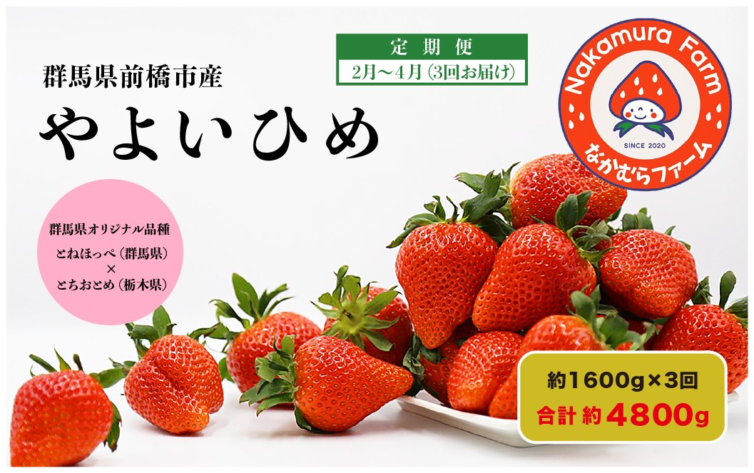 【定期便／３ヵ月連続お届け】群馬県前橋市産いちご　『やよいひめ』　約1600g×3回（総量4.8kg) 【2025年群馬県いちご品評会入賞！】 2027年 先行予約