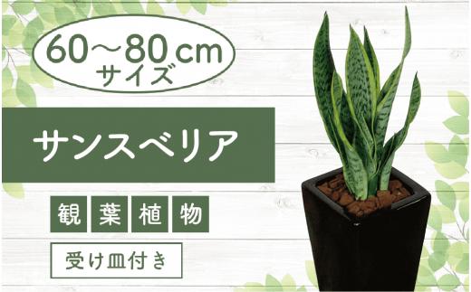 2025年3月中旬～発送【観葉植物】サンスべリア ブラック60cm～80cm陶器鉢(T&P/019-1405) 観葉 植物 インテリア 鉢植え 鉢植 グリーン 自然 ナチュラル 美しい 清涼感 園芸 室内 オフィス リラックス おしゃれ 鹿児島 指宿 いぶすき インテリアグリーン サンスべリア 風水【配送不可地域：北海道・沖縄県・離島】