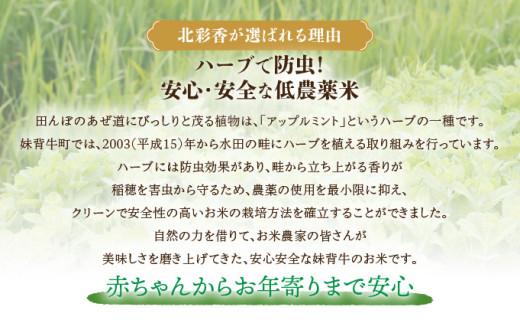 令和8年産 妹背牛産【北彩香（ゆめぴりか）】玄米20kg〈一括〉2027年3月発送