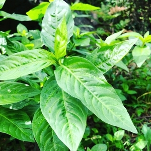 大野山の藍染　空色の藍の生葉染めシルクスカーフ　正方形（約50センチ×50センチ）【 スカーフ 神奈川県 山北町 】