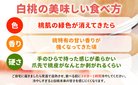 【先行予約】岡山白桃 等級 エース 約2.4kg《7月上旬‐8月下旬頃出荷》岡山県 浅口市 株式会社 はちや フルーツ モモ【配送不可地あり】