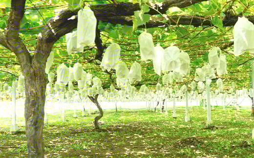 【 2026年 先行予約 】 シャインマスカット & 梨 人気 フルーツ 食べ比べ セット 【 2026年 9月上旬ころ ～ 9月中旬ころ発送予定 】シャインマスカット 1房 約650ｇ＋粒パック(1