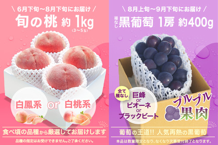 【2026年発送 先行予約】2回定期便 旬のフルーツ定期便（桃1㎏・種無し黒葡萄1房） 180-026-26y