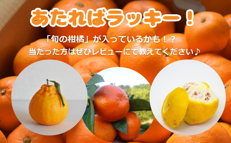 極甘！みかん丸 1.5kg みかん