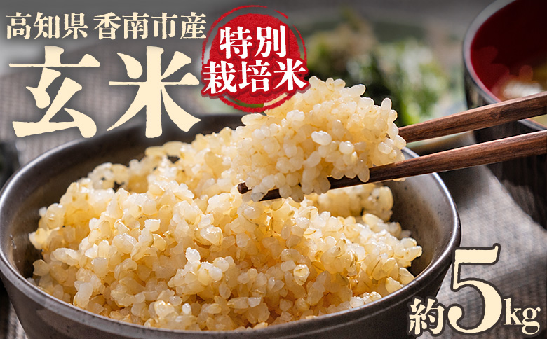 令和８年度産 玄米（特別栽培米）5kg - コシヒカリ こしひかり お米 こめ ご飯 穀物 お取り寄せ キロ ふっくら 冷めても美味しい 甘み お弁当 精米 国産 産地直送 こなつファーム 高知県 香南市 常温 ka-0001