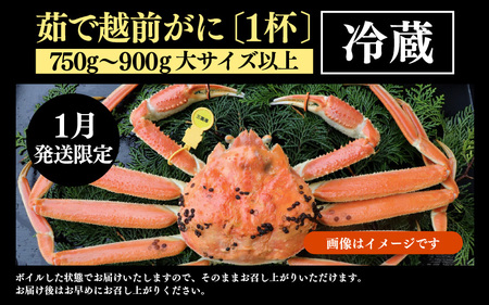 【先行予約】【1月発送限定】茹で越前がに 1杯 750g～900g（大サイズ以上）《新鮮！茹でたてを発送》／ 高級 福井 ブランド ズワイガニ 黄色タグ ボイル 冷蔵 蟹 カニ 期間限定 ※2027年
