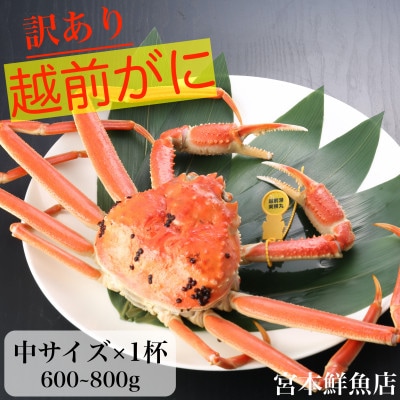 【2025年1月中旬頃より順次発送】【訳あり】≪浜茹で≫越前がに　中サイズ×1杯【配送不可地域：離島・北海道・沖縄】【1511288】