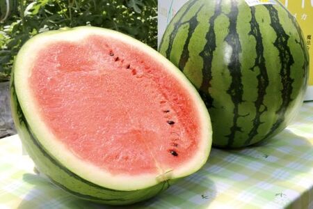 スイカ【２回定期便】ルナ・ピエナスイカ(大玉) 1玉 Wyu-0041