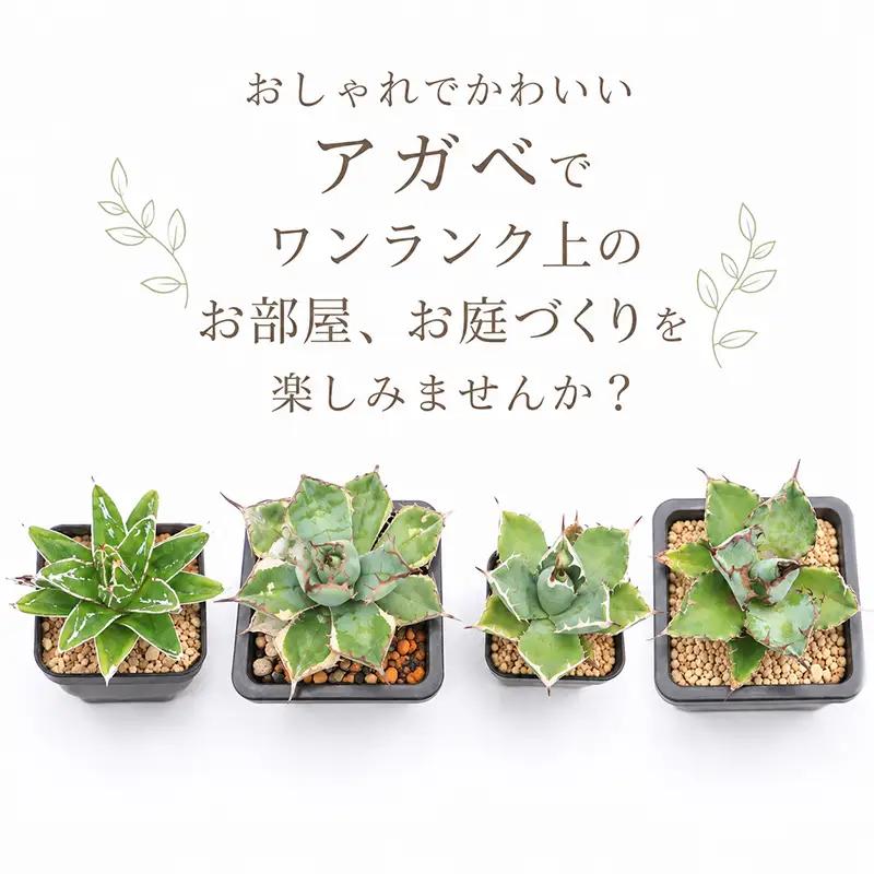 アガベ 2種 実生株 アガベ