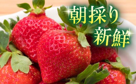 【2024年1月下旬より順次発送】農家直送 朝採り新鮮いちご【博多あまおう】約270g×2＜株式会社H&Futures＞ 那珂川市 いちご フルーツ くだもの 果物 あまおう 九州産 苺 国産  80