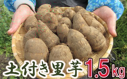 
            【2025年10月上旬から発送開始予定】 土付き 里芋 約1.5kg  ＜福祉事業所 ポパイの家＞  ／ さといも 里いも サトイモ 土付 野菜 旬 新鮮 期間限定 季節限定 根菜類 根菜 煮物 芋煮 コロッケ 味噌汁 みそ汁 おでん 産地直送 岩手県産 八幡平市産 おすすめ オススメ
          