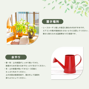 2026年6月中旬～発送 観葉植物 ドラセナ・ワーネッキー・レモンライム 55cm～75cm JAいぶすき IB165-016 観葉植物 観葉植物
