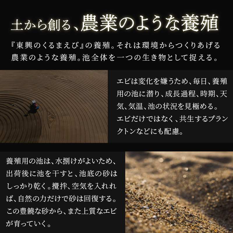 【先行予約】【宅配BOX不可】東興のくるまえび600g入【1月～2月上旬発送】( くるまえび 東興のくるまえび 車海老 海老 エビ )【C2-023-01】