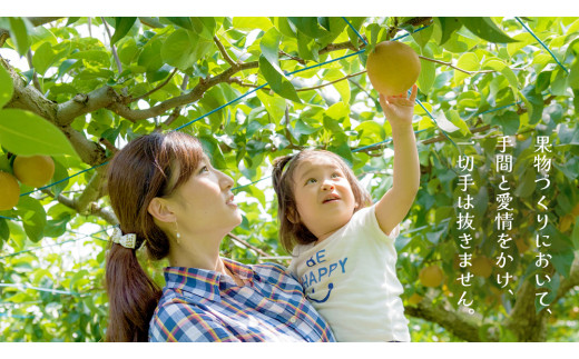 豊水 約5kg（茨城県共通返礼品：かすみがうら市） 【2026年9月上旬発送開始】 梨 数量限定 なし ナシ フルーツ 果物 旬 産地直送 [FF004sa]