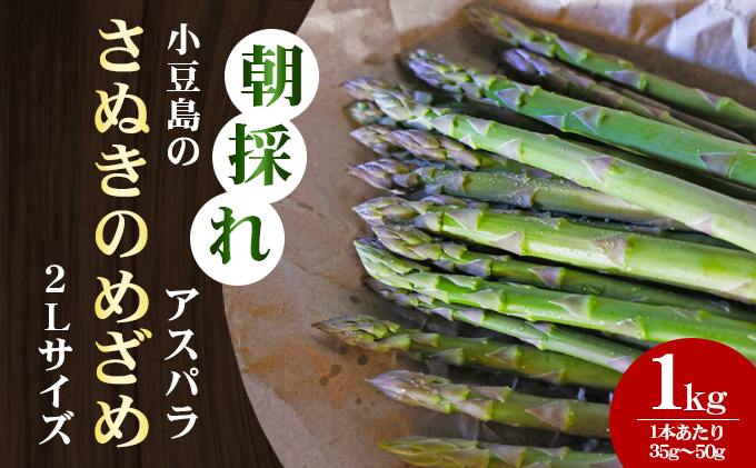 
            【 小豆島 】【先行予約】小豆島の朝採れアスパラ 『さぬきのめざめ』２Lサイズ１kg　配送期間：２月中旬～５月中旬まで
          
