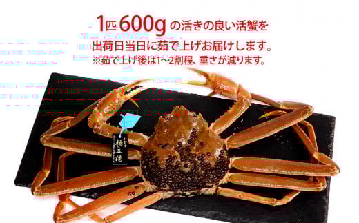 【11月10日～12月15日発送】【先行予約】【冷蔵発送】石川県産 加能かに ズワイガニ ( 産地証明タグ付 ) 茹で上げ前重量 約600g 1匹 中サイズ F6P-2747