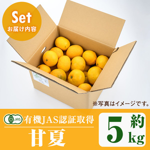 ＜先行予約受付中！2025年2月より順次発送予定＞数量限定！有機JAS 甘夏(約5kg) 国産 果実 果物 フルーツ 柑橘 デザート 期間限定 有機栽培 【中村農場】a-9-4