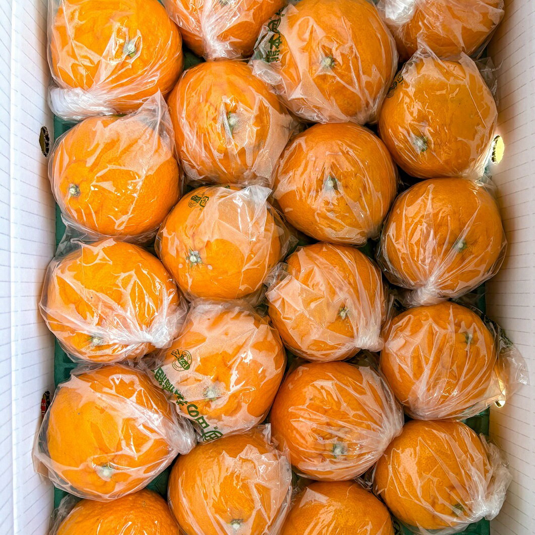 【ふるさと納税】先行予約　Pプラスポリ入りトップオレンジ　20玉　令和8年4月以降に発送します