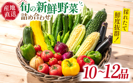 旬の新鮮 野菜詰め合わせセット（10品-12品）[SCB094] 野菜