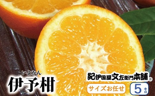 伊予柑(いよかん) 約5kg/サイズおまかせ　※2026年1月中旬～2026年2月中旬頃に順次発送予定(お届け日指定不可)　紀伊国屋文左衛門本舗 / オレンジ ミカン みかん 柑橘 フルーツ 果物 くだもの いよかん 和歌山【sutb441B】