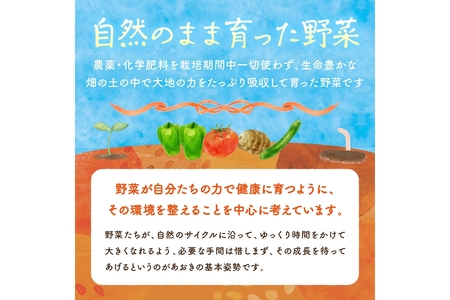 【年4回定期便】春夏秋冬自然栽培野菜セット(年4回)2～3人用
