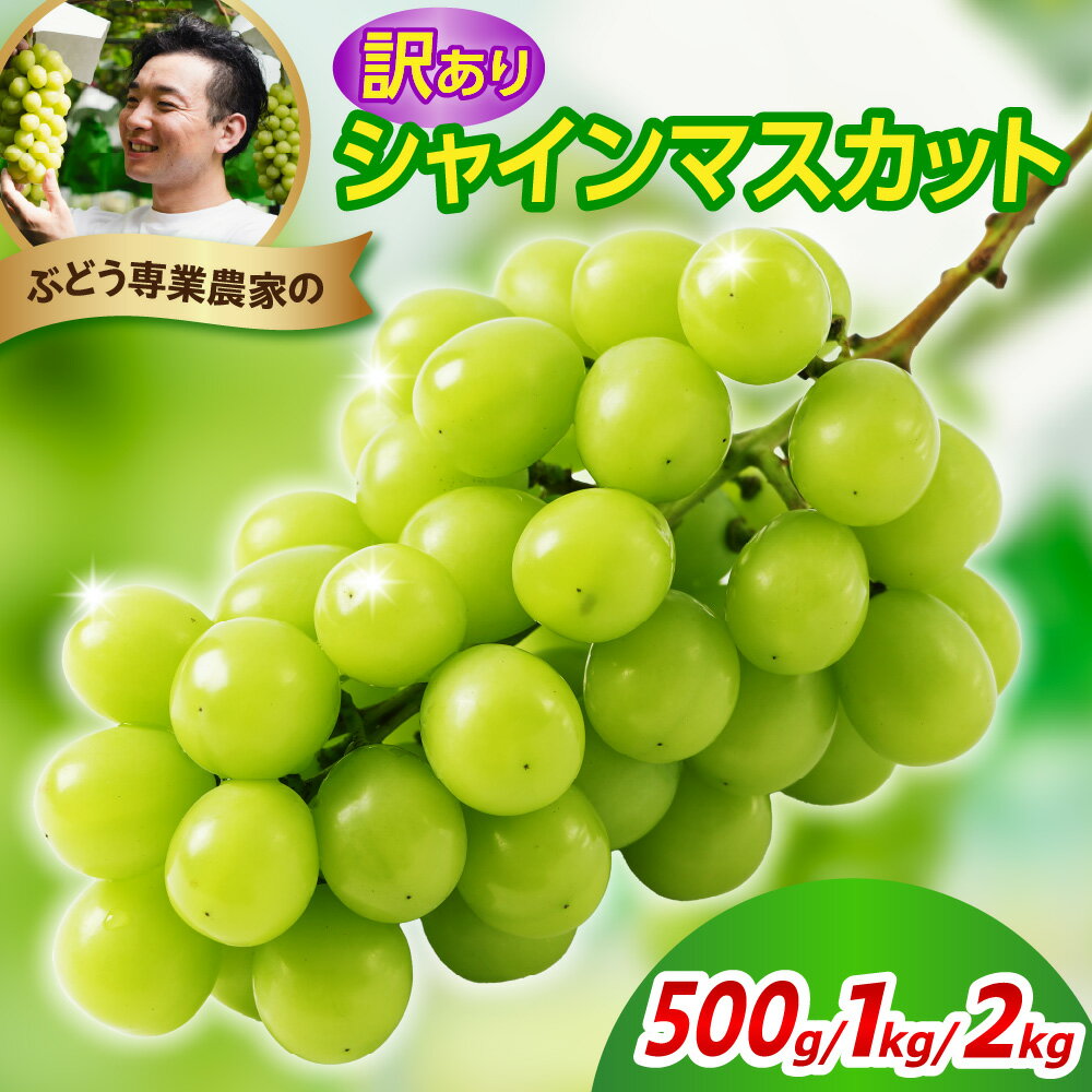 【ふるさと納税】【先行予約】 令和8年産 訳あり シャインマスカット 選べる 内容量 500g 1kg 2kg 2026年9月上旬頃～お届け予定 先行受付 訳アリ わけあり マスカット ぶどう 葡萄 白ぶどう 白系 山形県産 2026年産 山形県 米沢市